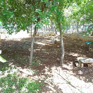 Central American agouti enclosure