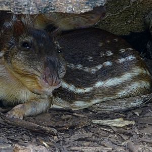 Lowland paca (Cuniculus paca)