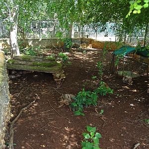 Lowland paca enclosure