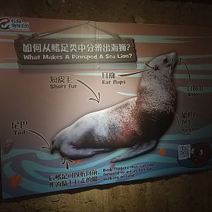 Pinniped Signage