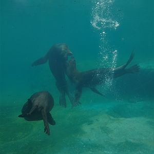 Patagonian Sea Lion Underwater Viewing