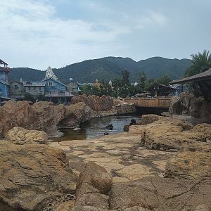 South American Fur Seal Exhibit