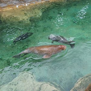 Walrus and Bearded Seals