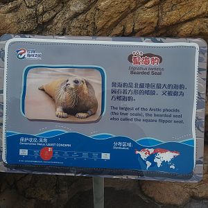 Bearded Seal Signage