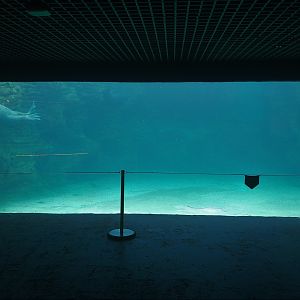 Walrus Underwater Viewing