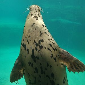 Spotted Seal