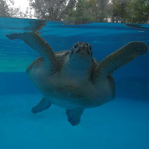 Green Sea Turtle