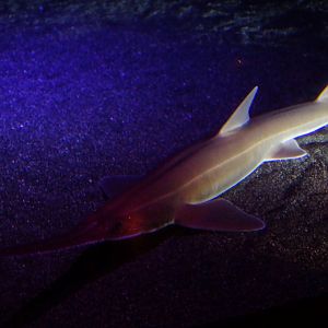 Japanese Sawfish