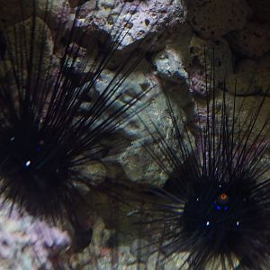 Long-Spine Sea Urchin
