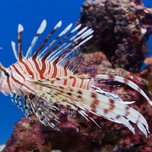 Red Lionfish
