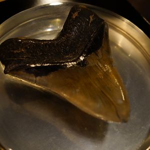 Shark Tooth