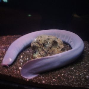 Purple Hagfish