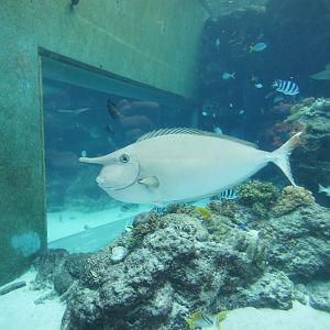 Unicornfish