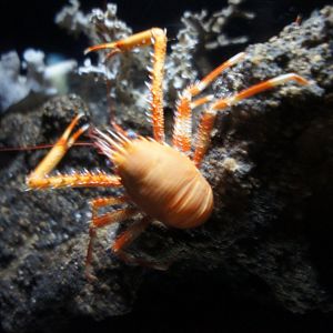 Squat Lobster