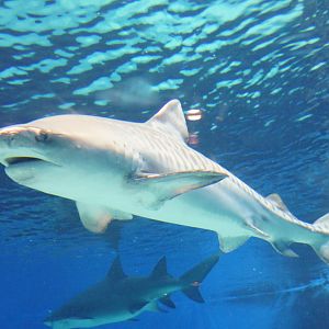 Tiger Shark