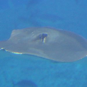 Pink Whipray