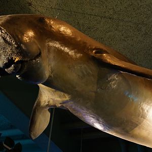 Dugong Model