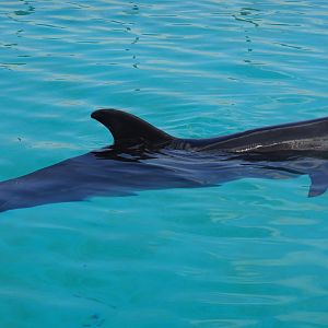 Indo-Pacific Bottlenose Dolphin