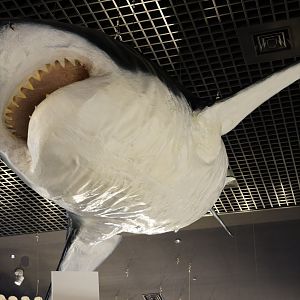 Great White Shark Model