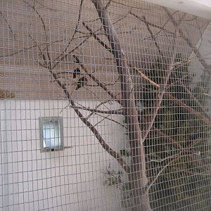Madsbyparken - Bird house - Example of indoor aviary
