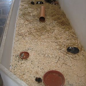 Madsbyparken - Bird house - Guinea pig exhibit #1