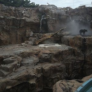 Brown Bear Exhibit