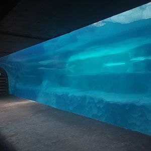 Polar Bear Underwater Viewing