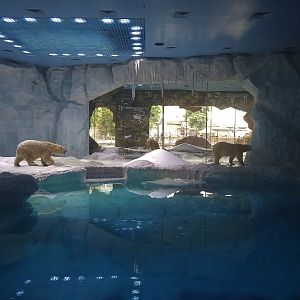 Polar Bear Exhibit
