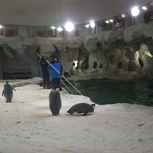 Emperor Penguin Exhibit