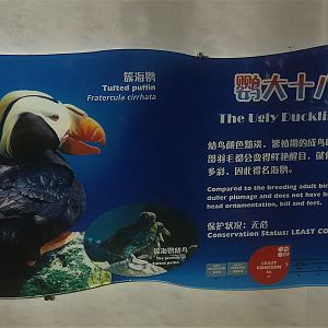 Puffin Signage