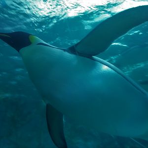 Emperor Penguin