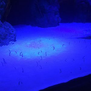 Garden Eel Exhibit
