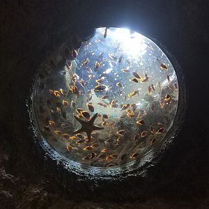 Starfish Overhead Porthole