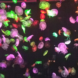 Jellyfish Light Display