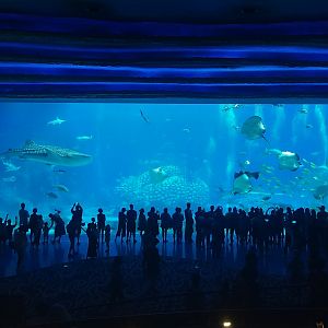 Whale Shark Tank