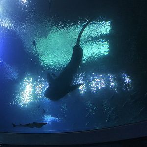 Whale Shark Overhead