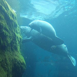 African Manatee with Calf