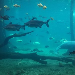 African Manatee Tank
