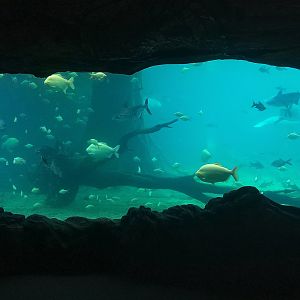 African Manatee Tank Viewing