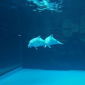 Chinese White Dolphins