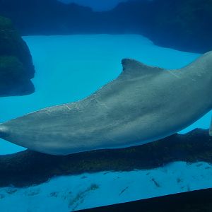 Chinese White Dolphin