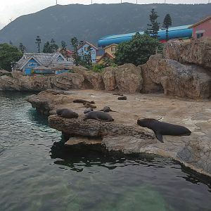 Patagonian Sea Lions