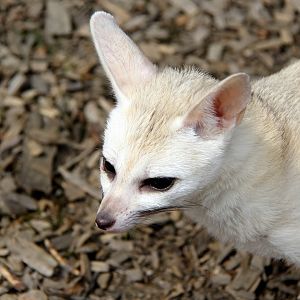 pale fox (Vulpes pallida)