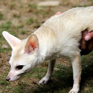 pale fox (Vulpes pallida)