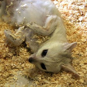 pale fox (Vulpes pallida)