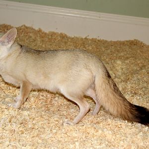 pale fox (Vulpes pallida)