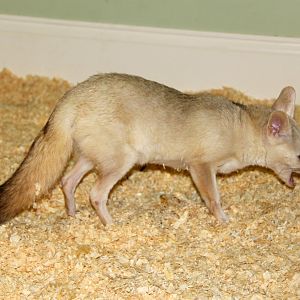 pale fox (Vulpes pallida)