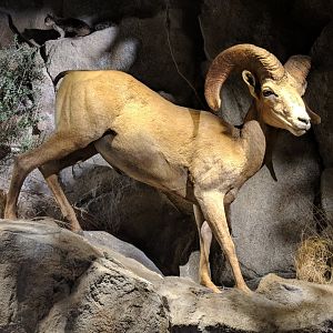 Desert bighorn sheep (Ovis canadensis nelsoni) (front) and Rock squirrel (Otospermophilus variegatus) (back far left)