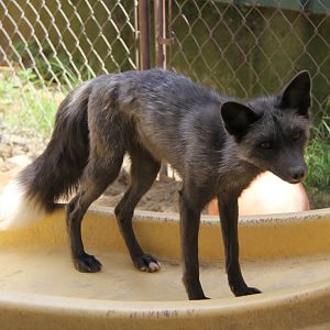 Pearl Fox (Vulpes vulpes)