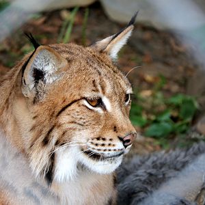Carpathian lynx (Lynx lynx carpathicus)